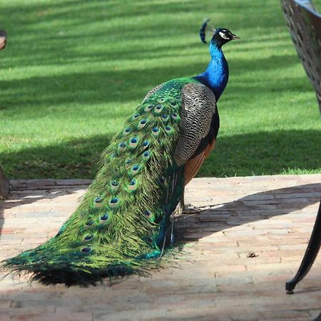 Argyll B&B Oudtshoorn Kültér fotó